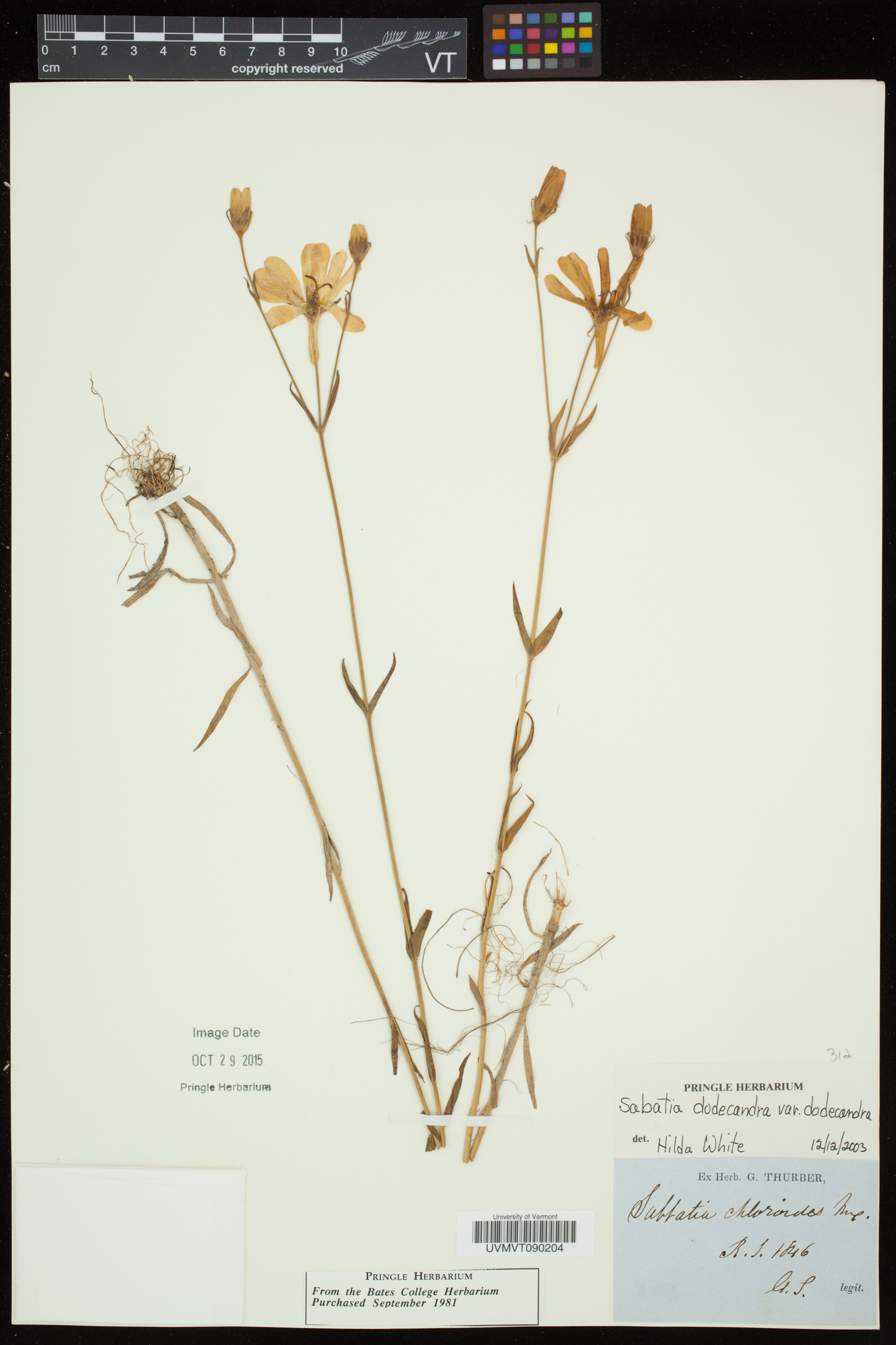 Sabatia dodecandra var. dodecandra image