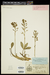 Menyanthes trifoliata image