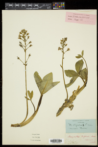 Menyanthes trifoliata image