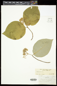 Cornus rugosa image