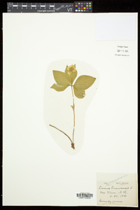 Cornus canadensis image