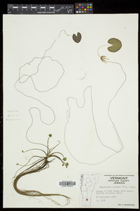 Nymphoides cordata image
