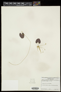 Nymphoides cordata image