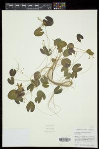 Nymphoides cordata image