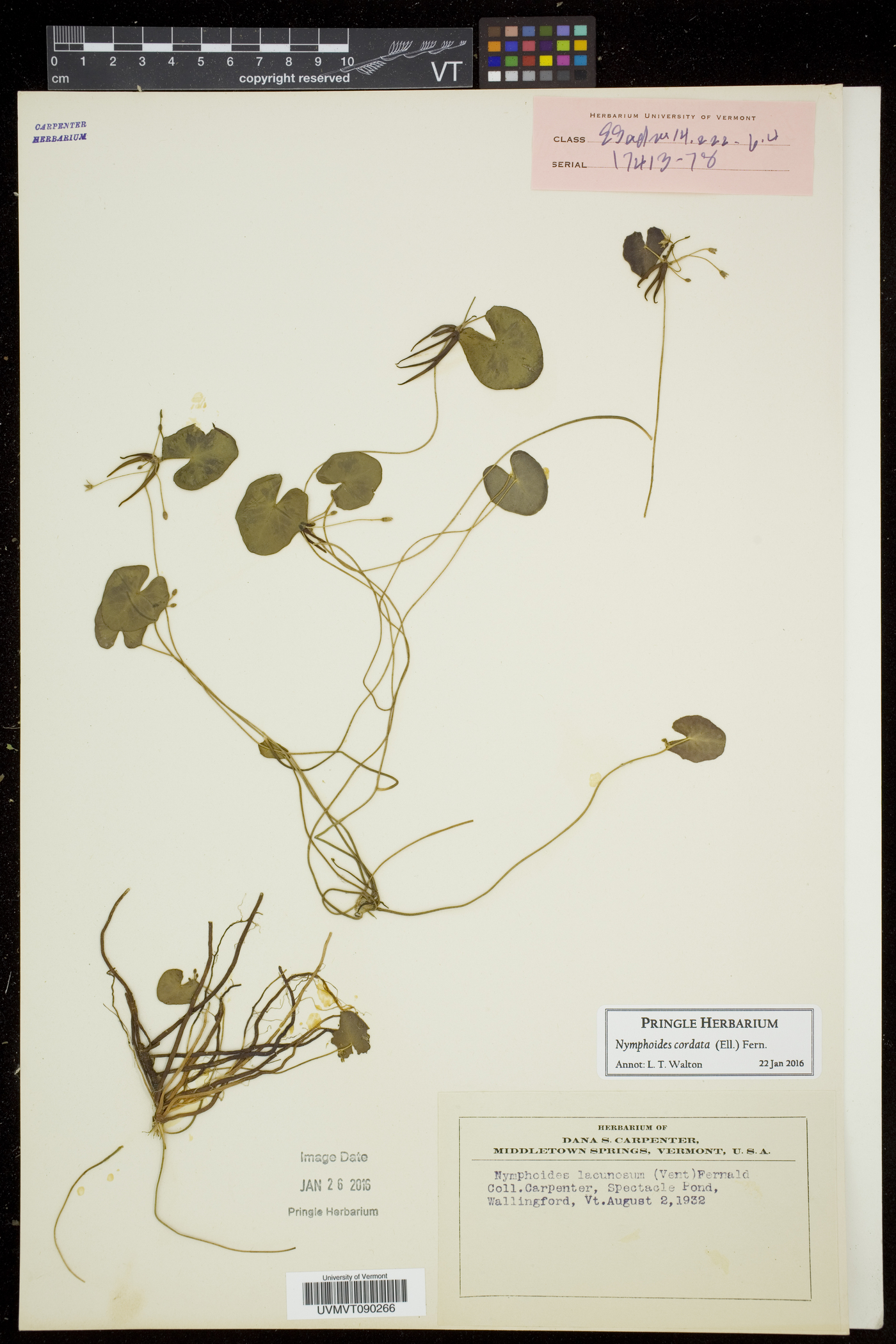 Nymphoides cordata image