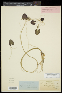 Nymphoides cordata image