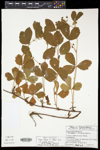 Rubus hispidus image