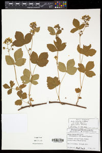 Rubus hispidus image