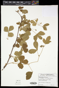 Rubus hispidus image