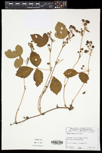 Rubus hispidus image