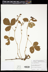 Rubus hispidus image