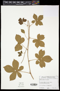 Rubus hispidus image