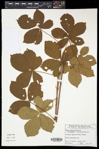 Rubus hispidus image