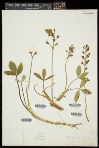 Menyanthes trifoliata image