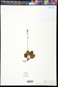 Pyrola minor image