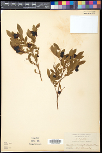 Vaccinium angustifolium image