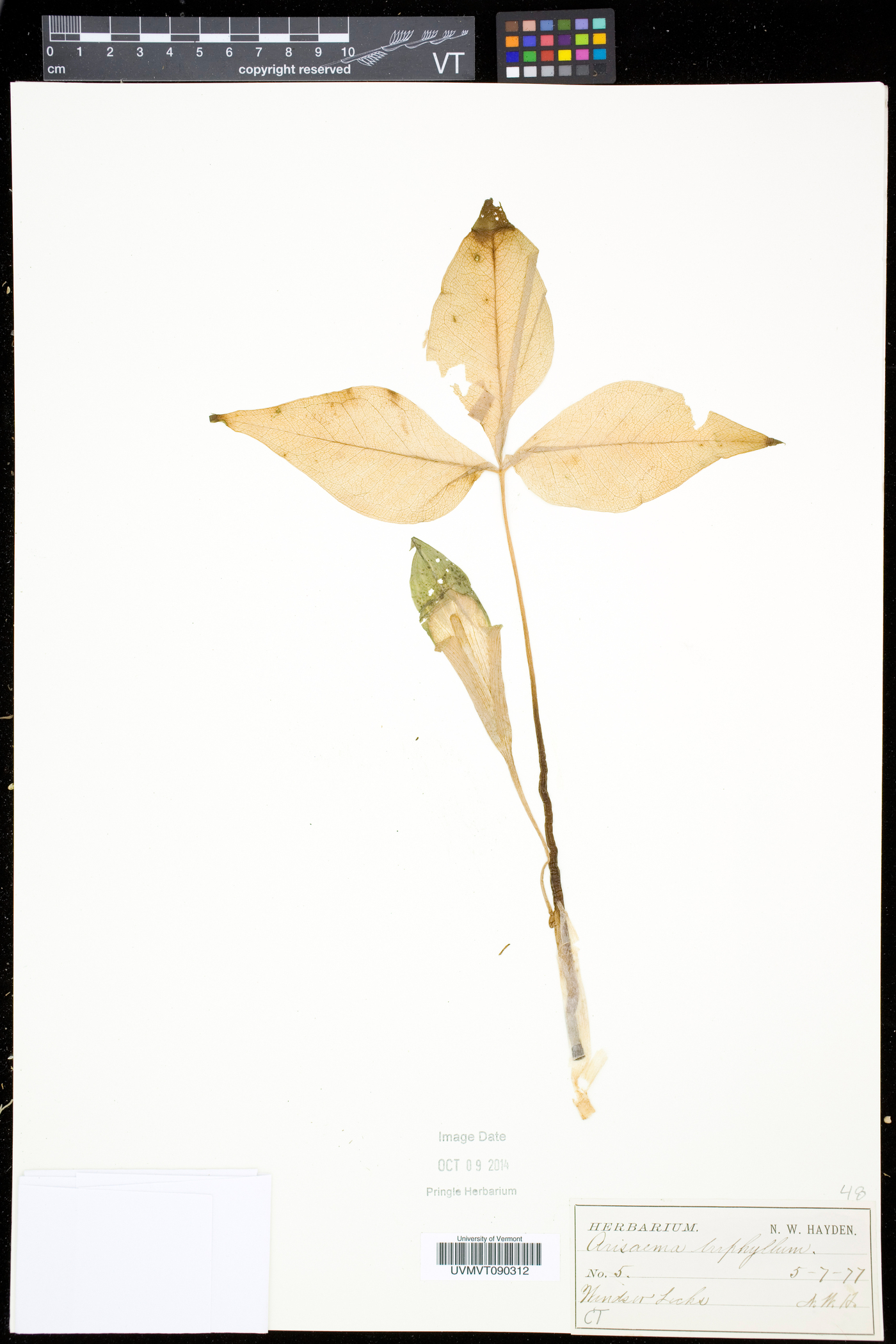 Arisaema triphyllum subsp. triphyllum image