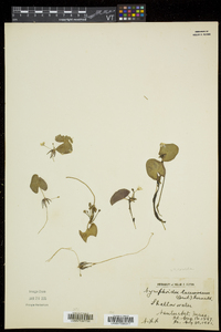 Nymphoides cordata image