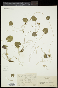 Nymphoides cordata image