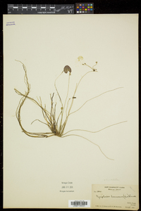 Nymphoides cordata image