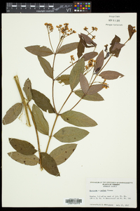 Apocynum × floribundum image