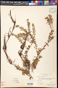 Vaccinium macrocarpon image