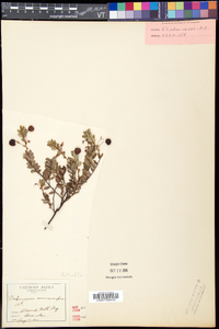 Vaccinium macrocarpon image