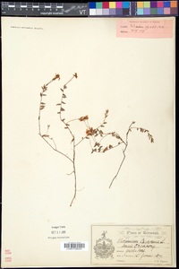 Vaccinium oxycoccos image