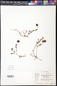 Vaccinium oxycoccos image