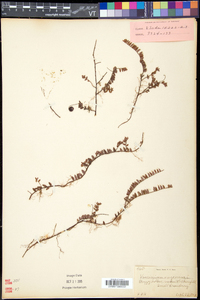 Vaccinium oxycoccos image