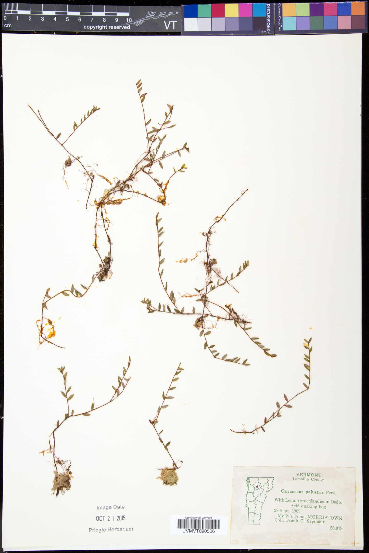 Vaccinium oxycoccos image