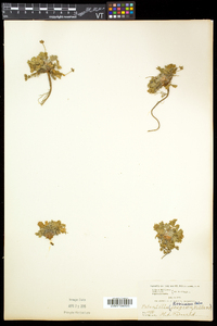 Potentilla robbinsiana image