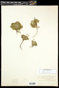 Potentilla robbinsiana image