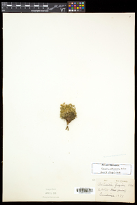 Potentilla robbinsiana image