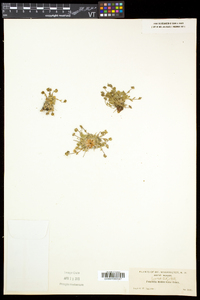 Potentilla robbinsiana image