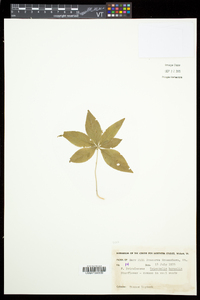 Trientalis borealis image