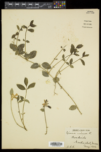 Vinca minor image