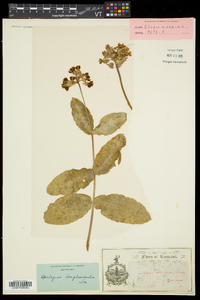 Asclepias amplexicaulis image