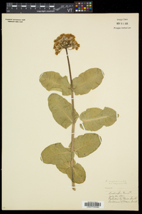 Asclepias amplexicaulis image