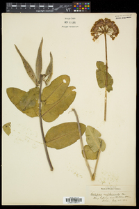 Asclepias amplexicaulis image