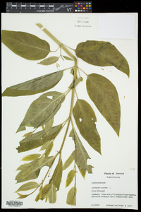 Asclepias exaltata image