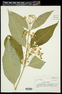 Asclepias exaltata image