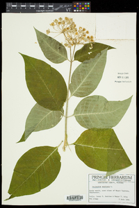 Asclepias exaltata image