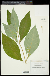 Asclepias exaltata image