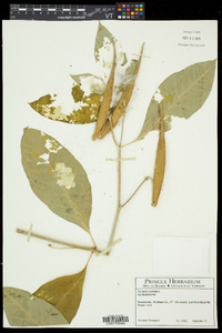 Asclepias exaltata image