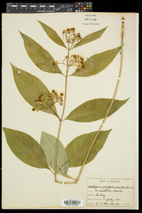 Asclepias exaltata image