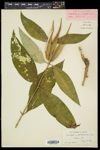 Asclepias exaltata image