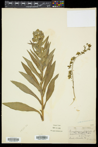 Cynoglossum officinale image