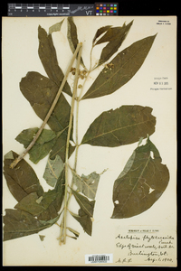 Asclepias exaltata image