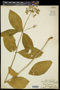 Asclepias exaltata image